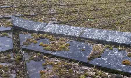 Moss buildup on roof