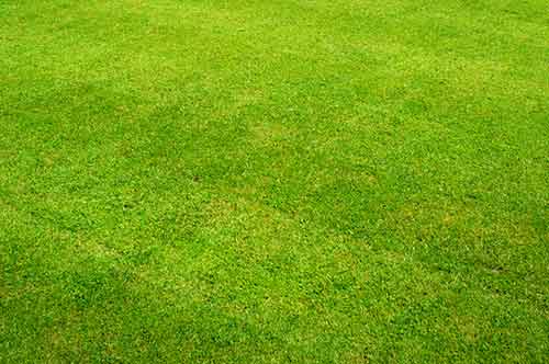 Nice looking lawn with patches of moss to compliment