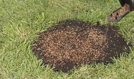 Bare lawn reseeded with grass seed