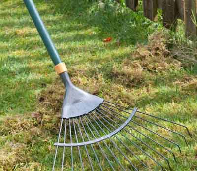 Raking lawn to remove moss