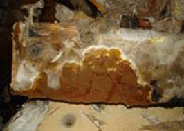 Damage to brick caused by dry rot