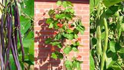 Runner Bean Plants Grown From Seed
