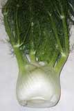 Fennel Bulb