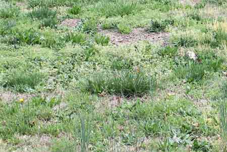 Patchy grass with weeds