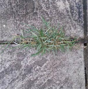 Patio slabs with algae buildup