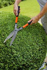 Trimming a Topiary Box Bush