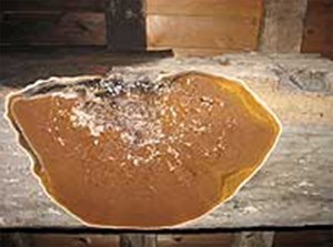 Dry Rot Fruit in a Roof Timber