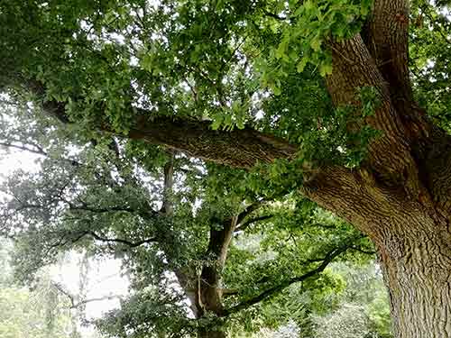 Sturdy tree and branch ideal for tyre swing