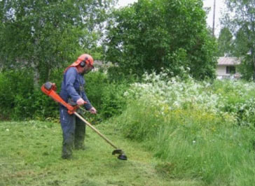 Scything long grass with strimmer