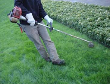 Trimming lawn edge with strimmer