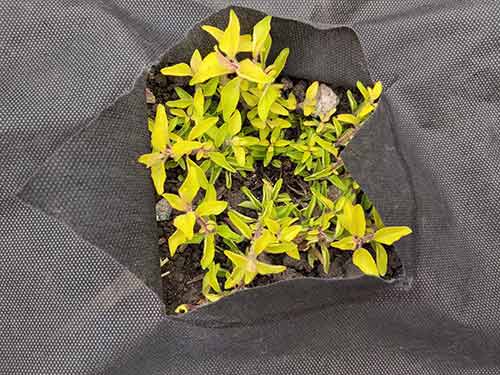 Plant planted through weed fabric