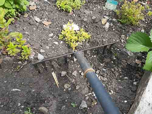 Gently raking between existing plants to remove stones