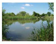 Lake with reeds