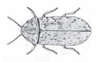 Adult Deathwatch beetle