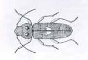 Adult Longhorm Beetle