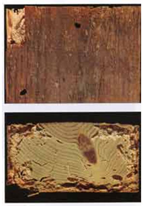 Damaged caused by Longhorn beetle