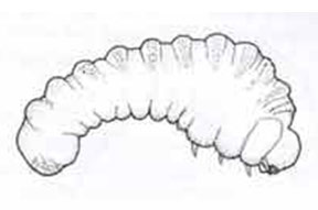 Deathwatch beetle larva
