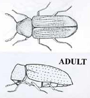 The common adult Furniture Beetle or Woodworm