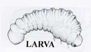 The common Furniture Beetle larva