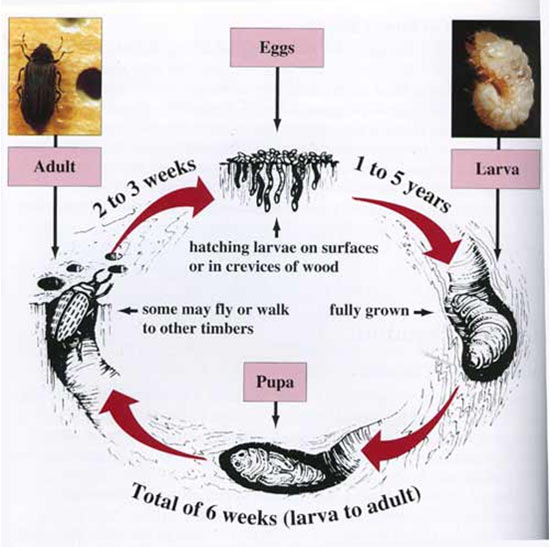 The lifecycle of the Common Furniture Beetle or Woodworm