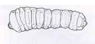 Longhorm Beetle larva